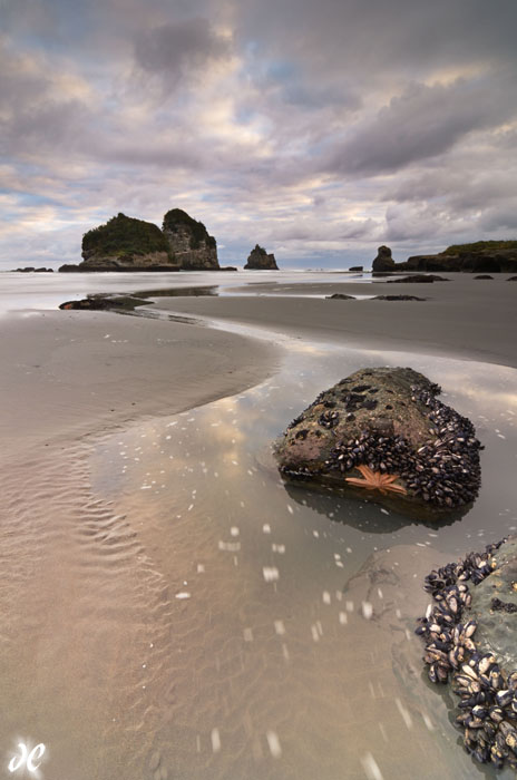 Starfish at sunrise, Motukiekie Beach, South Island, New Zealand