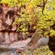 Fall color in the Virgin River Narrows, Zion National Park, Utah