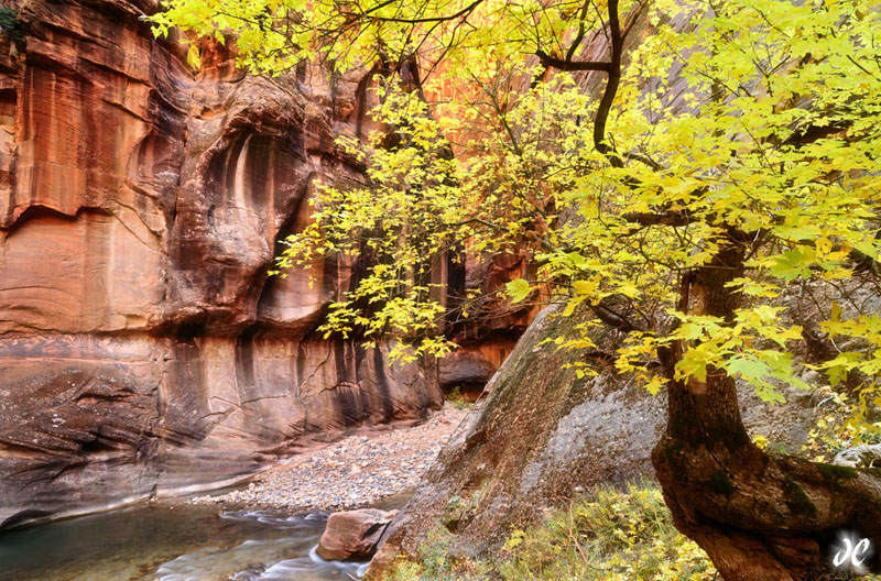Fall color in the Virgin River Narrows, Zion National Park, Utah
