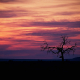 Valley Oak at sunset near Knight's Ferry, California