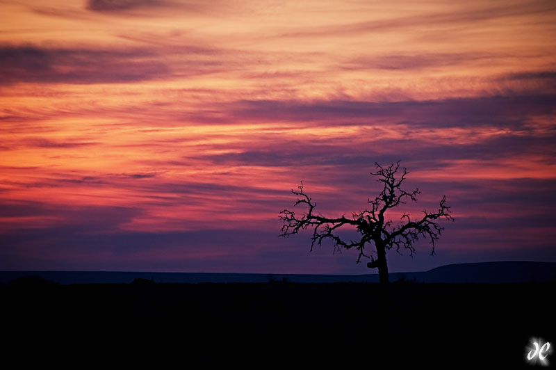 Valley Oak at sunset near Knight's Ferry, California