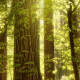 Backlit oak trees in spring, Yosemite National Park