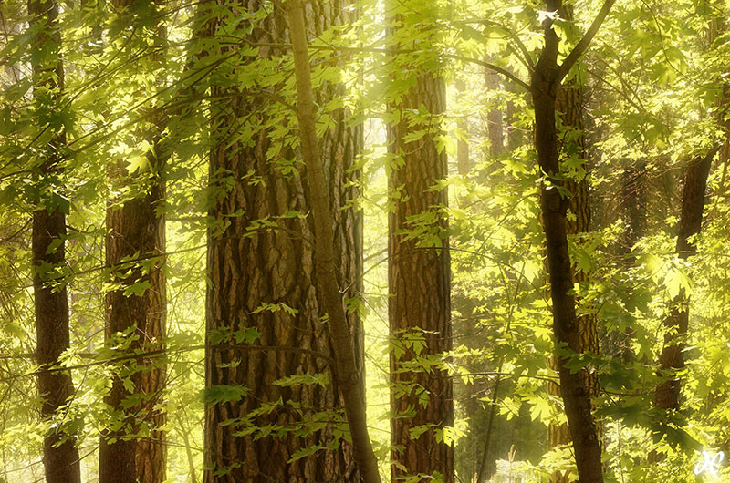 Enchanted Forest Backlit oak trees in spring, Yosemite National Park