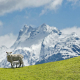 Sheep in the Rees / Dart Valley near Glenorchy, New Zealand