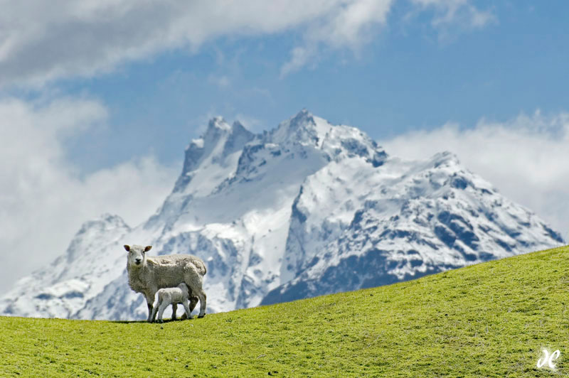 Southern Alps New Zealand