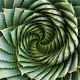 Spiral Aloe, aloe polyphylla, Lesotho, South Africa