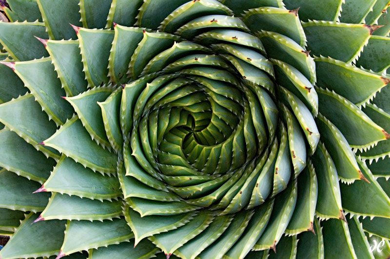 Spiral Aloe, aloe polyphylla, Lesotho, South Africa