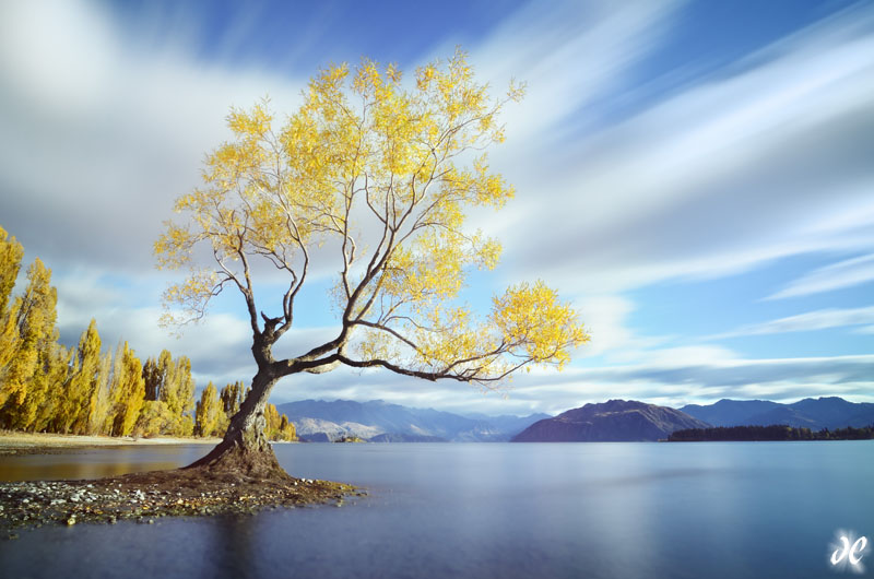 Lake Wanaka willow in fall color, South Island, New Zealand