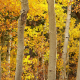 Golden aspen leaves in fall near Rock Creek, Eastern Sierras