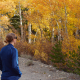 Golden aspen leaves in fall near Rock Creek, Eastern Sierras