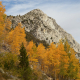 Golden aspen leaves in fall near Rock Creek, Eastern Sierras