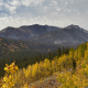 Golden aspen leaves in fall near Rock Creek, Eastern Sierras