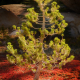 Back lit pine tree and red plants