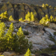 Pine trees lit by the morning sun near Sonora Pass