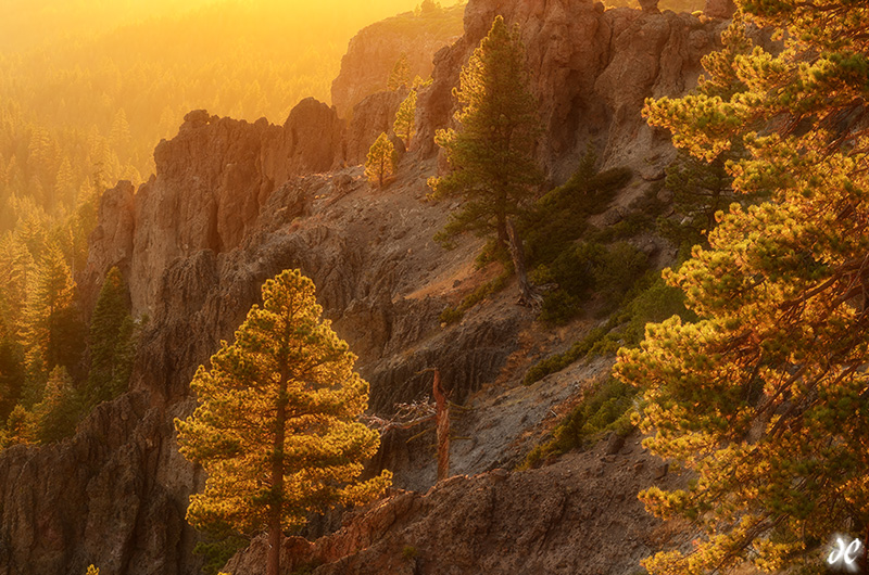 Stanislaus National Forest, Trail of the Gargoyles, Back lit pine trees