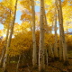 Grant Lake Aspens in Fall: Golden Fall Foliage near June Lake, CA