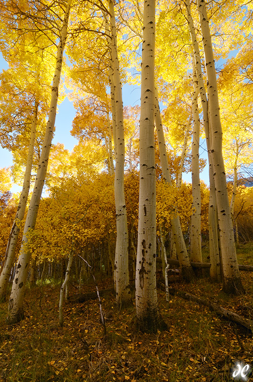 Grant Lake Aspens in Fall: Golden Fall Foliage near June Lake, CA