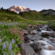 Wildflowers along a stream in Mt. Rainier National Park