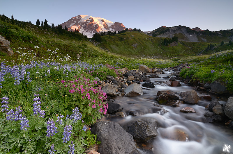 Wildflowers along a stream in Mt. Rainier National Park