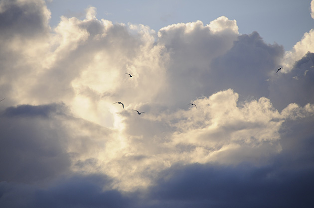 Tropical skies and birds, Hawaii