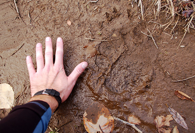 Grizzly Bear tracks in the Kenai Peninsula