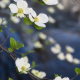 Yosemite dogwoods in bloom near Pohono Bridge