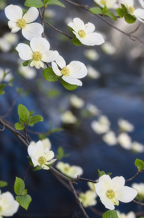 Pohono Bloom Yosemite dogwoods in bloom near Pohono Bridge