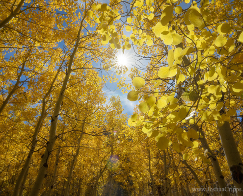 aspens-fall-lundy-lake