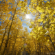 aspens-fall-lundy-lake