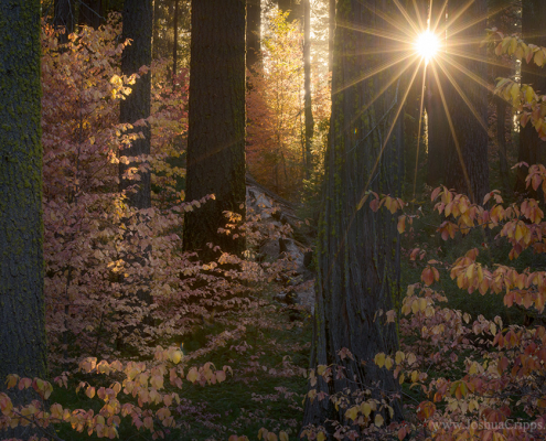 dogwoods-fall-color-yosemite