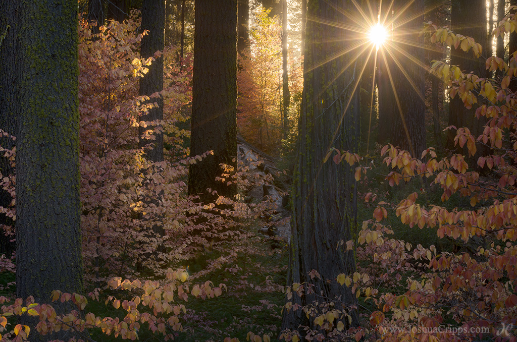 dogwoods-fall-color-yosemite