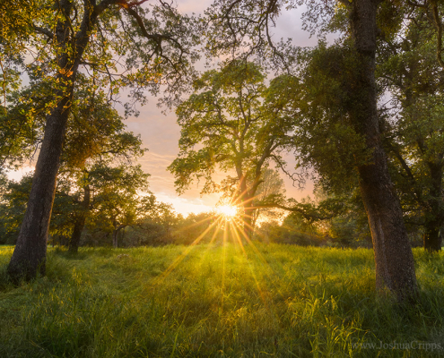 blue-oaks-sunset-table-mountain