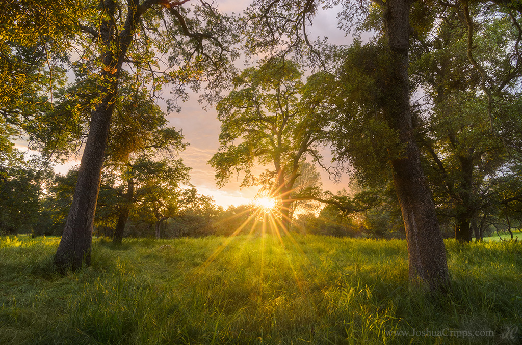 In the Moment blue-oaks-sunset-table-mountain