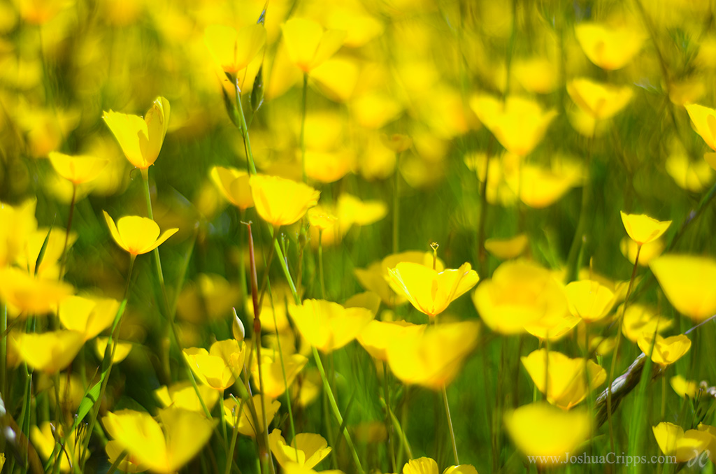 red-hills-poppies-02