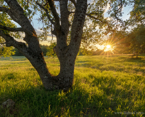 table-mountain-blue-oak-savanna