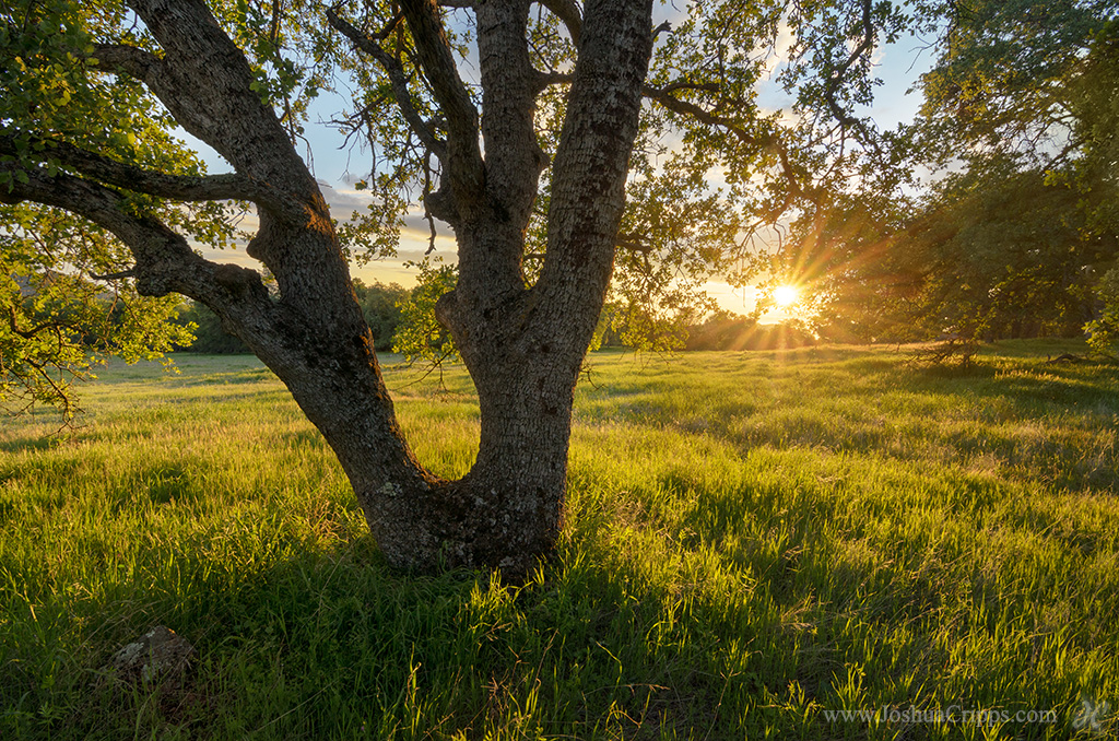 Savanna table-mountain-blue-oak-savanna