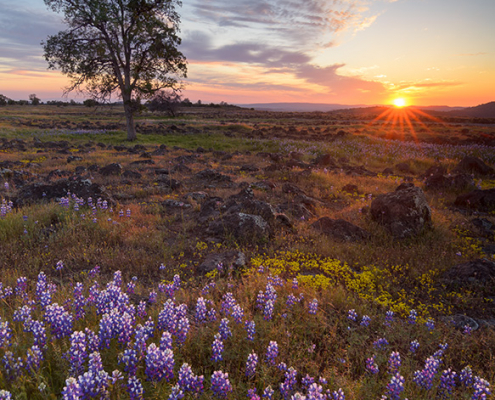 table-mountain-lupine-wildflowers
