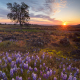 table-mountain-lupine-wildflowers