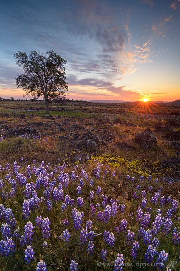 table-mountain-lupine-wildflowers