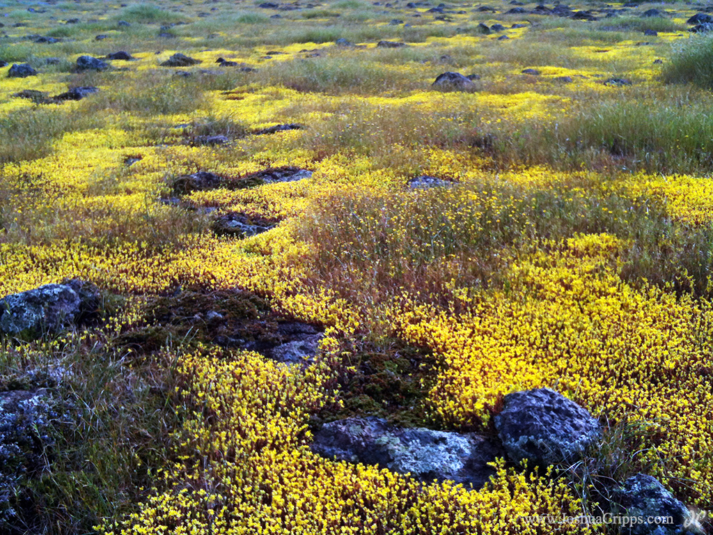 table-mountain-wildflowers-01