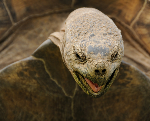 4 Things all Great Photos Have in Common