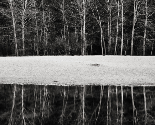 black-white-tree-trunks-yosemite