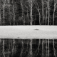 black-white-tree-trunks-yosemite