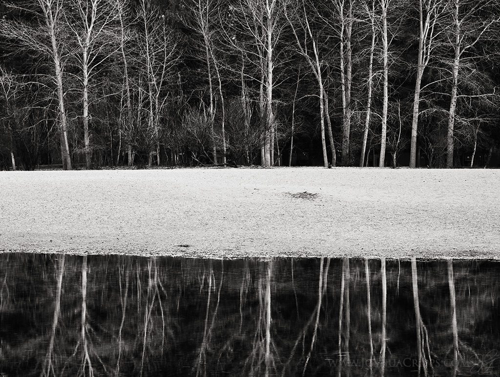 black-white-tree-trunks-yosemite