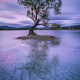 wanaka-tree-sunset-long-exposure