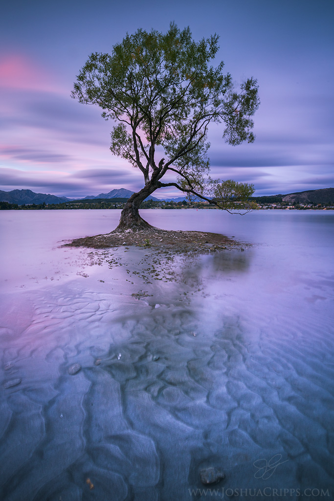 wanaka-tree-sunset-long-exposure