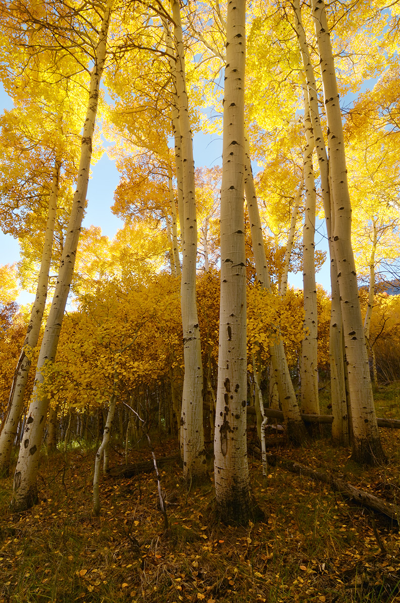 Direct sunlight helps fall colors glow.