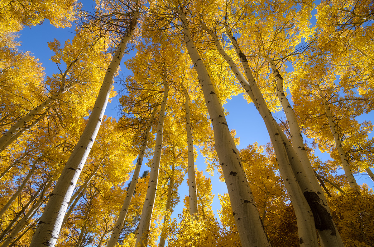 The golden leaves of these aspens is made even more pronounced by the contrast of the complementary blue sky behind.