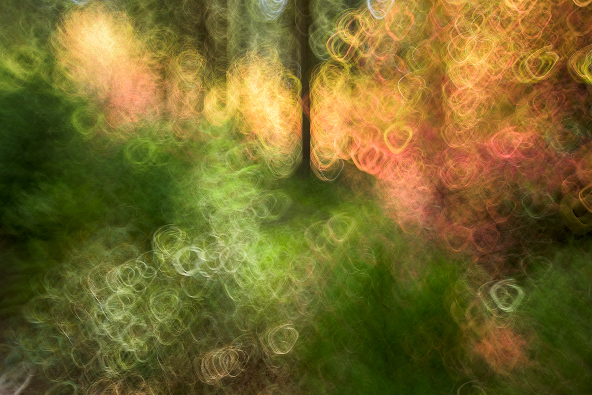 Moving the camera in tiny circles during a 1/2 sec. exposure helped soften harsh highlights and create a impressionistic forest scene