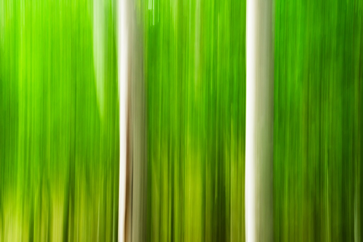 Vertical Panning Blur of Two Aspens